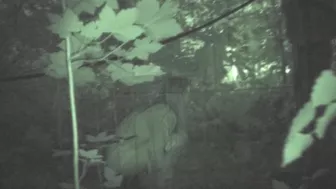 Cuties at Night, Voyeur Collection, PissRIP