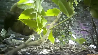 Street Festival Summary 0232